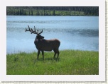 Elk at Lake Talbot 2 * 2592 x 1944 * (1.18MB)
